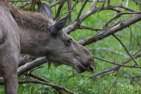 Moose (Alces alces) cow with trees and green grass around