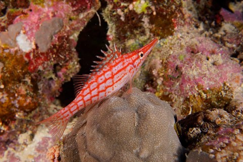Red and white striped Longnose Hawkfish (Oxycirrhites typus) Longnose Hawkfish LaNaBüBa, with spiny