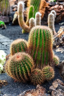 2016, Guatiza, Lanzarote, Jardin de Cactus by Cesar Manrique, ESP, Spain, Canary Islands, Canary