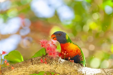 Rainbow lorikeet eating flowers of a sub-tropical rainforest tree Syzygium moorei or Coolamon tree