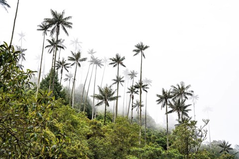 Quindio wax palm (ceroxylon quindiuense), Cocora Valley, Salento, Quindio, Colombia, South America