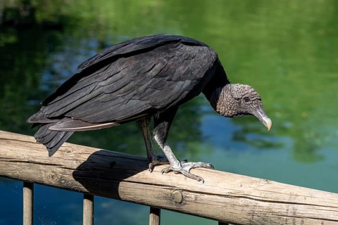 Black vulture (Coragyps atratus), Aviario Nacional de Colombia, Via Baru, Province of Cartagena,