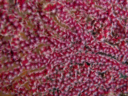 Dense red coral with star-shaped details and intense pattern, close-up of Red Knot Fan (Melithaea