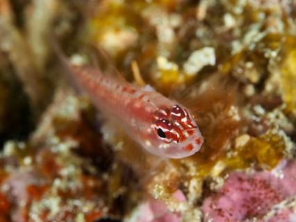 A small, colourful fish, hairfin dwarf goby (Eviota prasites), resting on the bottom with colourful