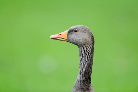 Grey goose with long neck and orange beak against a green background, greylag goose (Anser anser),
