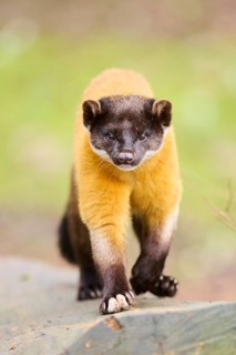 Yellow-throated marten (Martes flavigula) on an old tree trunk, Germany, Europe