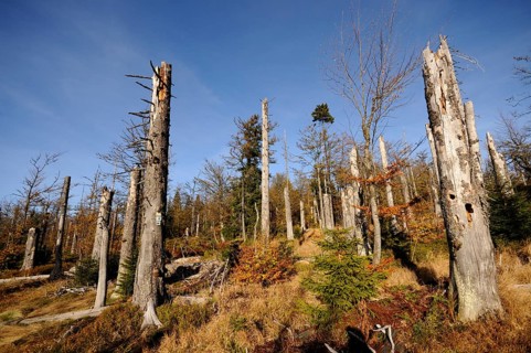 Forest with tall, dead trees in the sunlight and autumnal surroundings, Lusen, Bavarian Forest