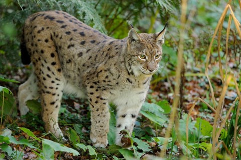 A lynx runs through a green forest with dense foliage and an alert expression, Eurasian lynx (Lynx
