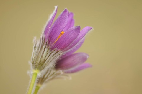 Detailed macro photograph of a purple Pasque flower (Pulsatilla vulgaris), Upper Palatinate