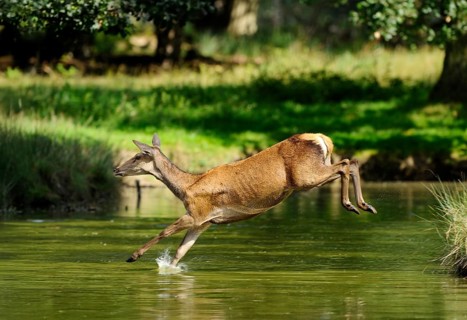 A doe leaps powerfully out of the water over the edge, red deer (Cervus elaphus), Bavaria