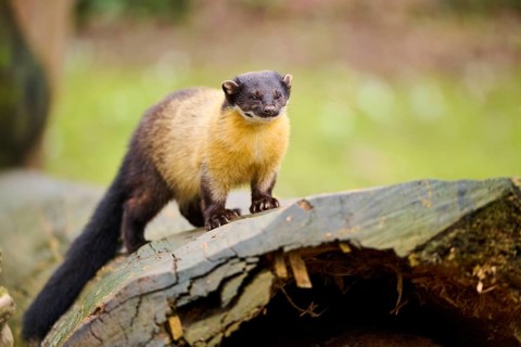 Yellow-throated marten (Martes flavigula) on an old tree trunk, Germany, Europe