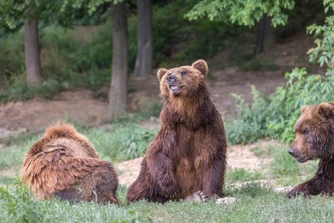 Three Kamchatka brown bears (Ursus arctos piscator), resting in a forest. Some green vegetation in