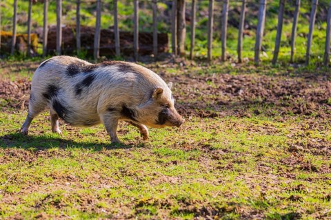 One Minipig, Sus scrofa domesticus, stands in a meadow, searching for food