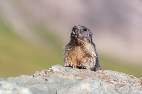 One adult Alpine Marmot, Marmota marmota sitting on a rocky rim. A mountain in the distant