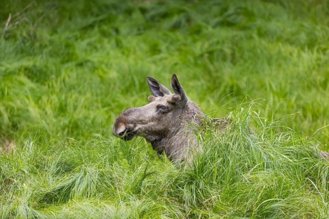 One adult male moose or elk, Alces alces, lying in tall fresh green grass, resting and ruminating
