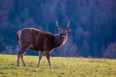 A Sambar stag (Rusa unicolor), stands on a meadow in first morning light