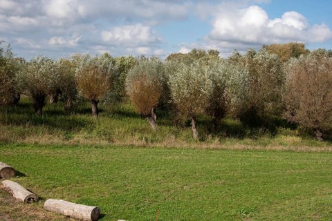 Silver willows grow behind Jerichow Monastery, Jerichow, Saxony-Anhalt, Germany, Europe