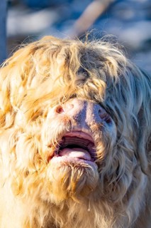 Close-up of the head of a Highland cow with light-coloured coat and visible nostrils, Seewald,