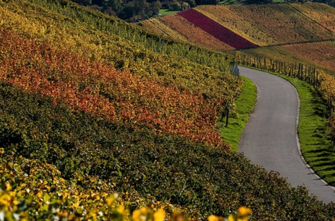 Road, path, through vineyard, vines, grapevines, wine growing, autumn colours, autumn, Kappelberg,