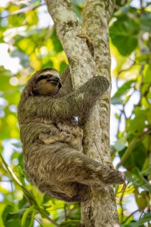 Brown-throated sloth (Bradypus variegatus) with young in a tree, Cahuita National Park, Costa Rica,