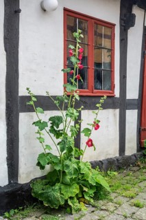 Hollyhocks at half-timbered houses in Gudhjem, Denmark, Baltic Sea, Scandinavia, Europe