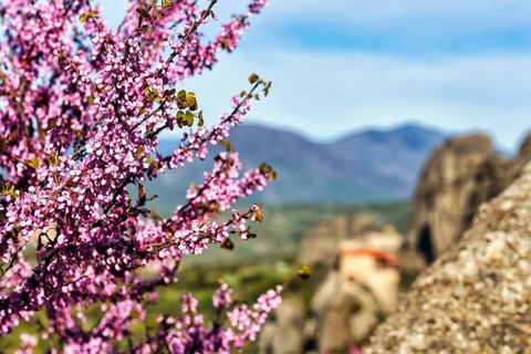 Pink blossoms of the Judas tree (Cercis), love tree, view of the valley of Meteora, blue sky,