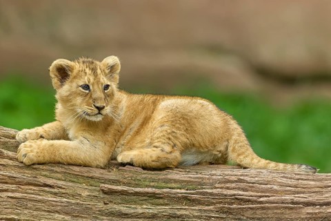 A lion cub on a log in a natural environment, captive, Germany, Europe