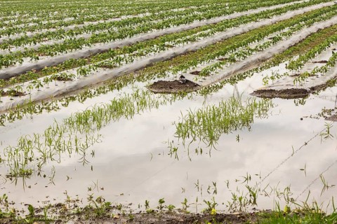 Young vegetable crops protected by plastic sheeting growing in field flooded and damaged by heavy