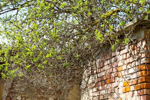 Overgrown branches of a Sambucus nigra (Sambucus nigra) with fresh leaves, growing over a wall,