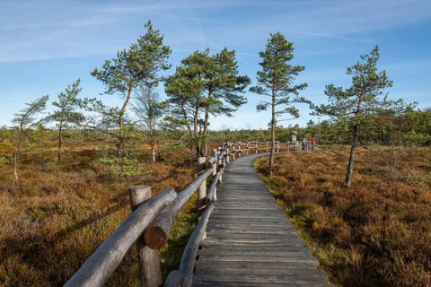 Plank path through the Black Moor, blue sky, near Fladungen, Bavarian Rhön Biosphere Reserve,