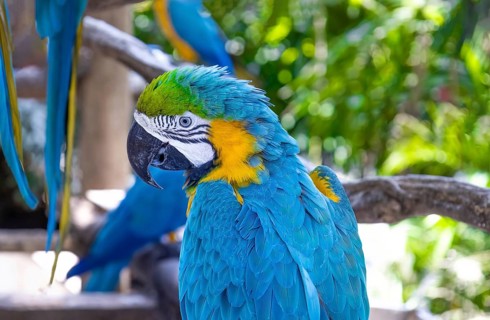 Blue and yellow jungle macaw parrot with open beak friendly staring at camera