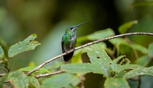 Green-fronted Brilliant Hummingbird (Heliodoxa jacula) sitting on a branch, Monteverde Cloud