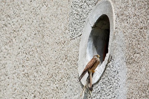 Kestrel (Falco tinnunculus) at the breeding site, Common Kestrel at the entrance hole of a house
