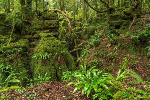 Forest of Dean, Gloucestershire, England, Great Britain
