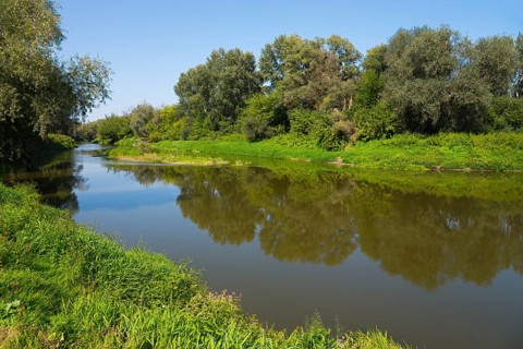 Calm river surrounded by green vegetation and trees reflected in the water, bow River, border with