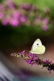 A Cabbage butterfly (Pieris brassicae) sucking nectar on the flower of the purple loosestrife