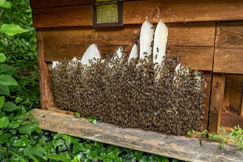 Bee colony, many bees, Western or European honey bee (Apis mellifera), wild construction of natural