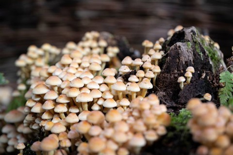 Conifer tuft (Hypholoma capnoides), also known as honey agaric, grows on a dead tree stump in a
