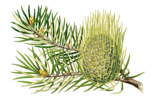 Abies bracteata, fir, also known as Santa Lucia fir, plant and flower, digitally reworked