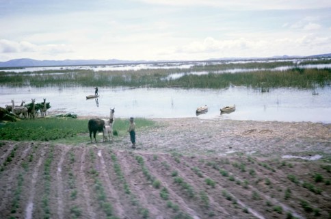 Subtitle: Llamas at Lake Titicaca, Peru or Bolivia, South America, 1962 Location not known