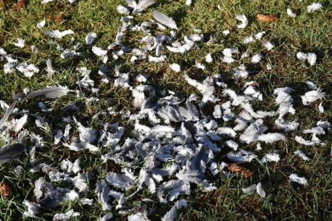 Pigeon feathers after a sparrowhawk attack