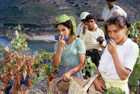 Eine Serie von Bildern über die Herstellung von Portwein in Portugal um 1960 Menschen, die Trauben