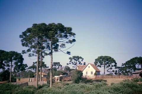 Paraná pines, Araucaria angustifolia, growing around a farmhouse on a farm near Curitiba, Paraná