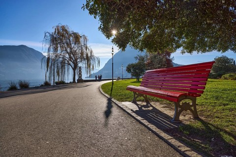 Babylon willow (Salix babylonica), lakeside promenade, lake, trees, hill, haze, lantern, bench,