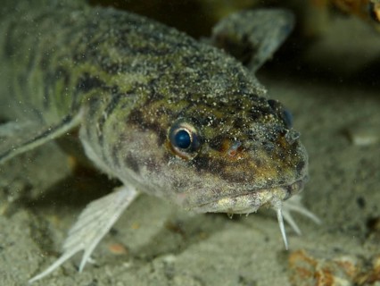 Portrait, close-up of burbot (Lota lota), dive site Kleiner Parkplatz, Herrliberg, Lake Zurich,
