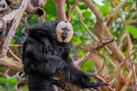 Portrait of a male white-faced saki (Pithecia pithecia) sitting in a tree