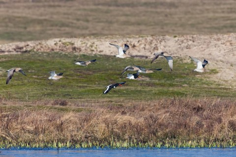 Curlew (Numenius arquata), a flock of adult birds in flight above a lake, migrating north, Texel,