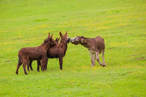 Three mixed breed donkey foals walk side by side to a bad tempered adult female donkey in a paddock