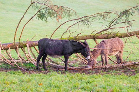 A domestic donkey, Equus (africanus) asinus stands on a green paddock