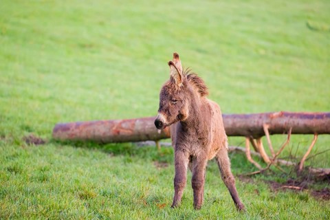 A domestic donkey, Equus (africanus) asinus stands on a green paddock